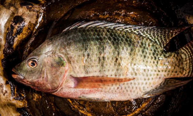 umpan ikan nila liar susah makan