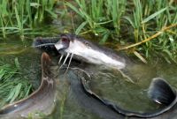 umpan lele pancing jitu