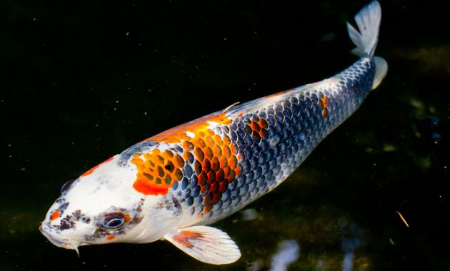Jenis Ikan Koi