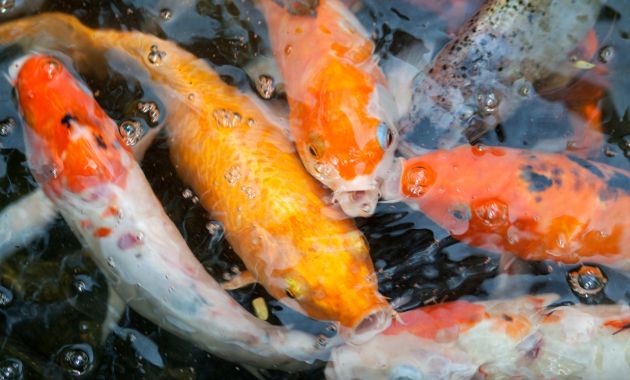 jenis ikan koi