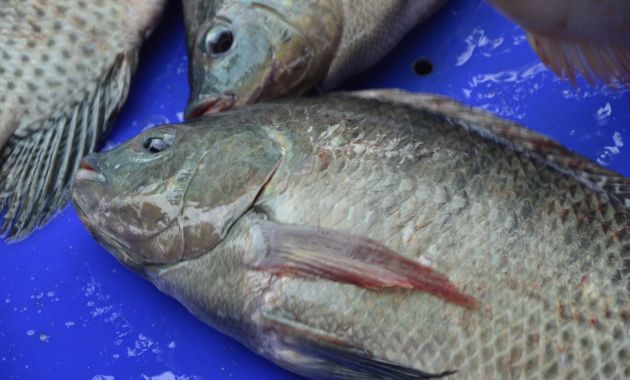umpan ikan nila liar susah makan