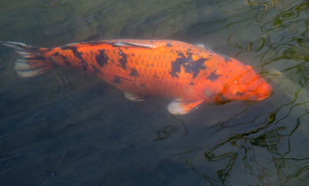harga ikan koi besar