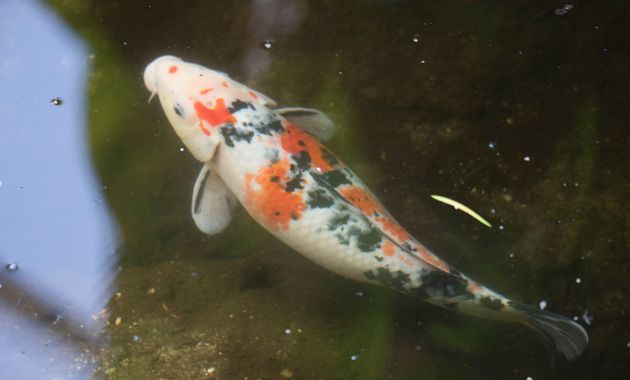 gambar ikan koi