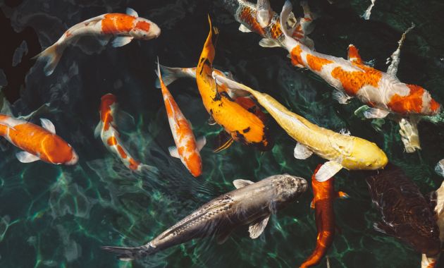 jenis ikan koi