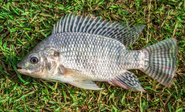 umpan ikan nila liar susah makan