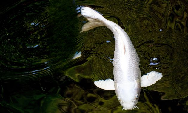 ikan koi termahal