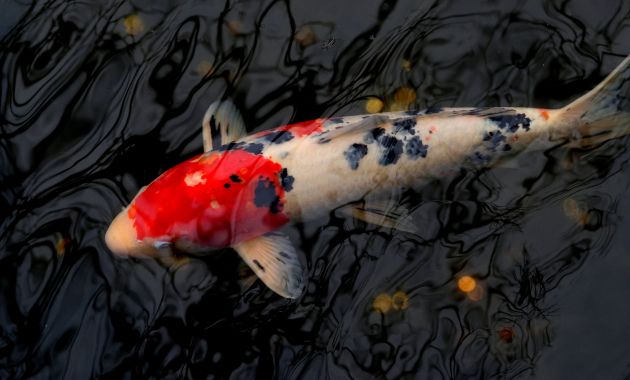 ikan koi termahal
