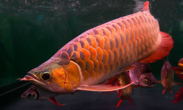 ikan termahal di dunia