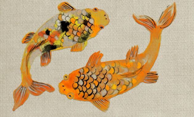 ikan koi termahak