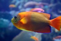 ikan termahal di dunia