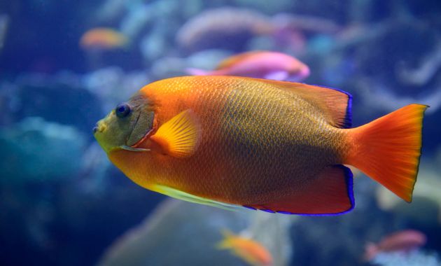 ikan termahal di dunia