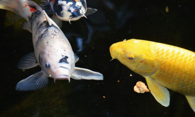 ikan koi termahal