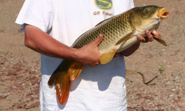 umpan ikan mas