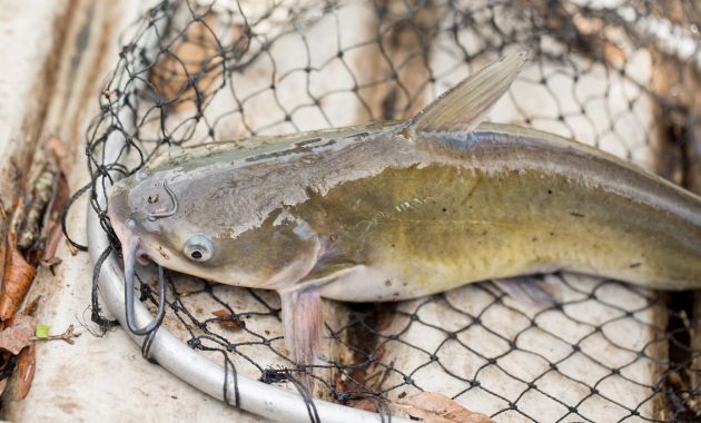 umpan ikan patin