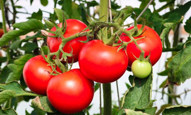 manfaat pupuk organik