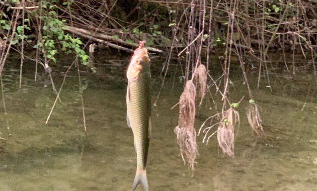 mancing di sungai