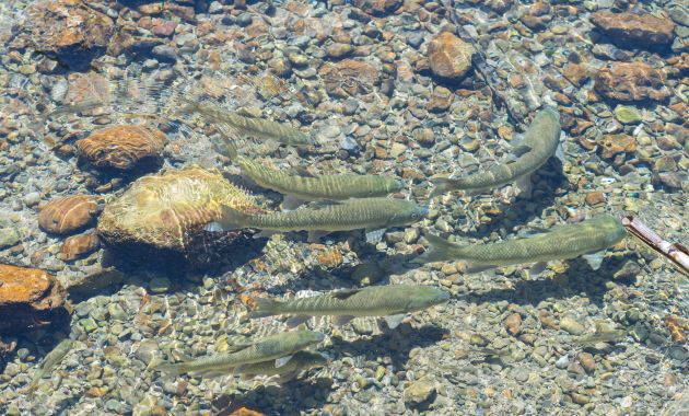 mancing di sungai