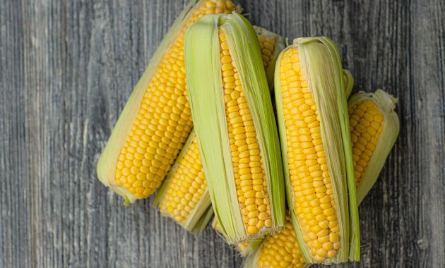 racikan umpan ikan mas