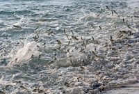 mimpi mancing ikan dapat banyak