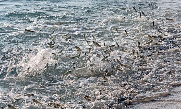mimpi mancing ikan dapat banyak