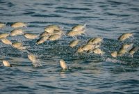 mimpi mancing ikan dapat banyak
