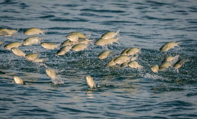 mimpi mancing ikan dapat banyak