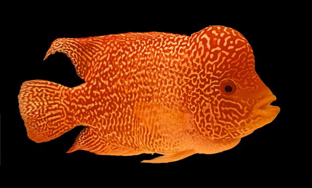 ikan louhan termahal