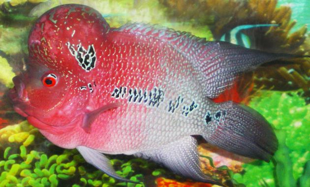 ikan louhan termahal