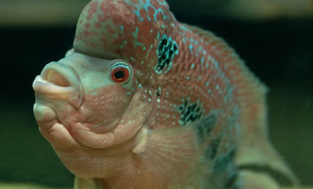 ikan louhan termahal