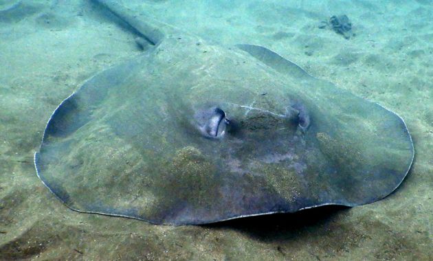 gambar ikan pari