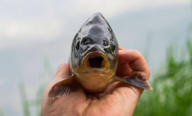 essen ikan mas