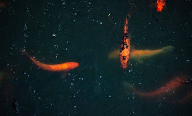 ikan koi kecil