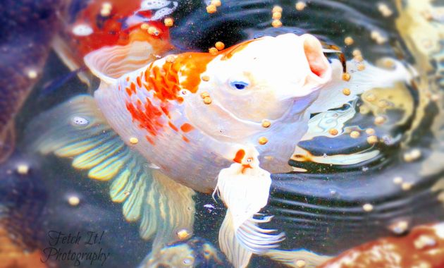 gambar ikan koi