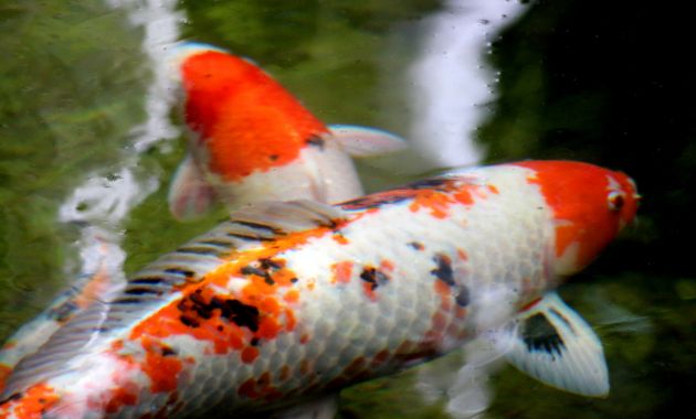 gambar ikan koi