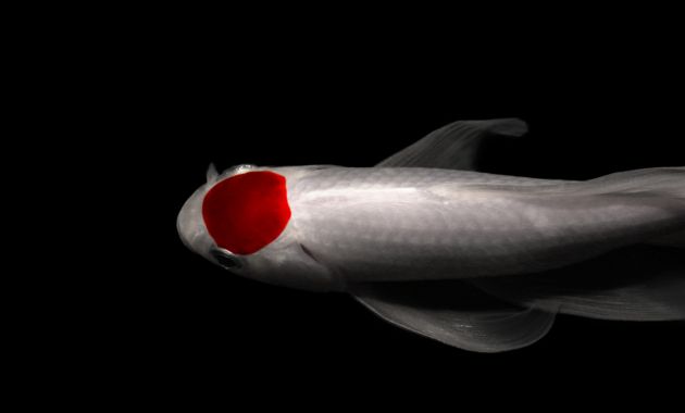 harga ikan koi kecil