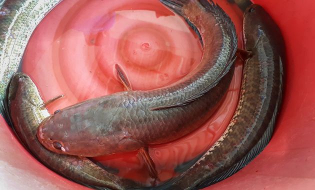 mancing ikan gabus