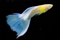 ikan guppy termahal
