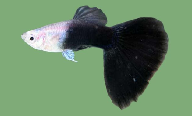 ikan guppy termahal