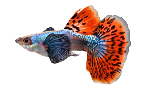 ikan guppy termahal