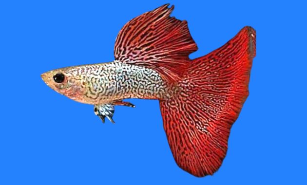 ikan guppy termahal