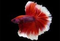 ikan cupang termahal