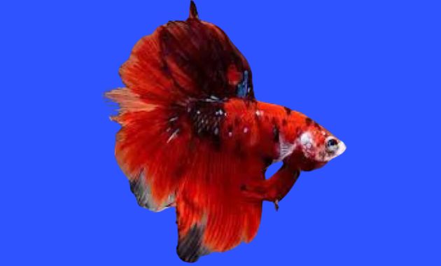 ikan cupang termahal