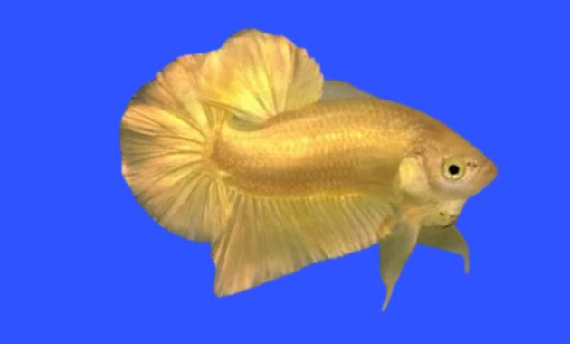 ikan cupang termahal