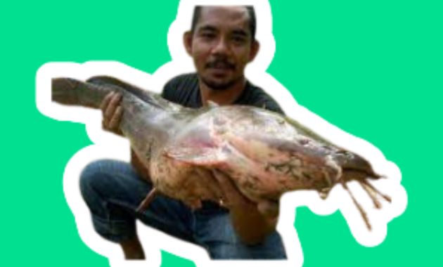 umpan ikan lele