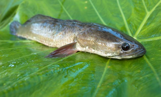 umpan ikan gabus