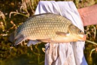 umpan pelet ikan mas