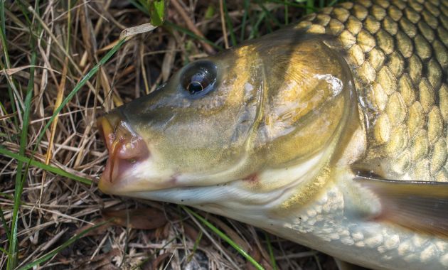 umpan pelet ikan mas