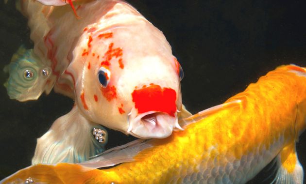 ikan koi termahal