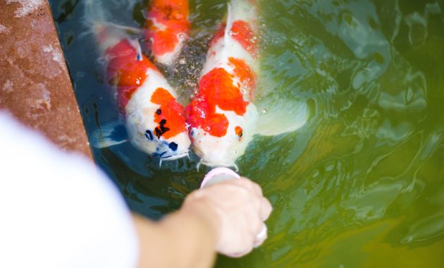 ikan koi termahal