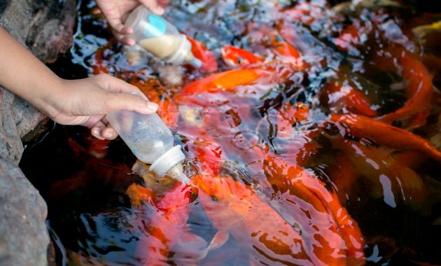 gambar ikan koi